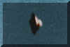 ufo_11a.jpg (8627 bytes)